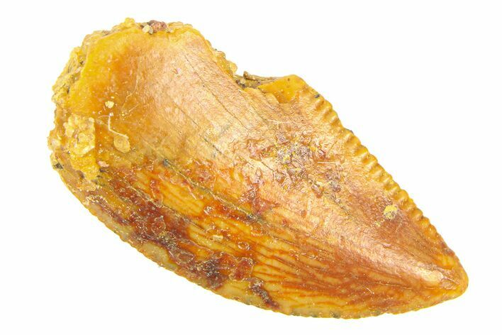 Serrated, Raptor Tooth - Real Dinosaur Tooth #291851